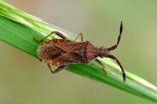 Coriomeris sp.